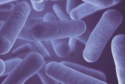 bactéries microbiotes