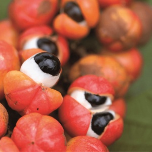 GUARANA Graine