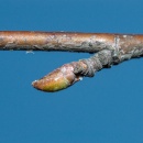 Bouleau verruqueux, Betula pendula