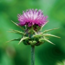 Photo chardon-marie, Silybum marianum, fruit