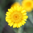 Photo Chrysanthellum, Chrysanthellum americanum, partie aérienne