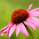 Photo Échinacée, Echinacea purpurea, rhizome