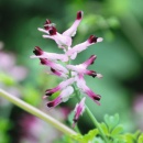 Photo fumeterre, Fumaria officinalis, partie aérienne fleurie