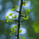 Photo Ginkgo biloba, feuille