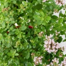 Photo marjolaine, Origanum majorana, sommité fleurie