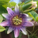 Photo passiflore, passiflora incarnata, partie aérienne