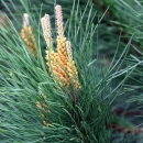 Photo pin bourgeon, pinus montana