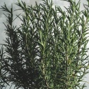 Photo romarin, rosmarinus officinalis, feuille