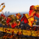Photo vigne rouge, vitis vinifera, feuille