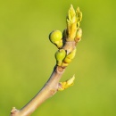 Photo figuier bourgeon, ficus carira