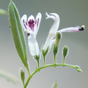 Photo plante et fleur andrographis