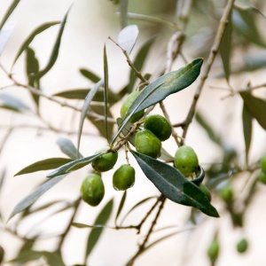 Photo olivier, Olea europaea, feuille
