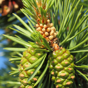 Photo pin sylvestre, Pinus sylvestris